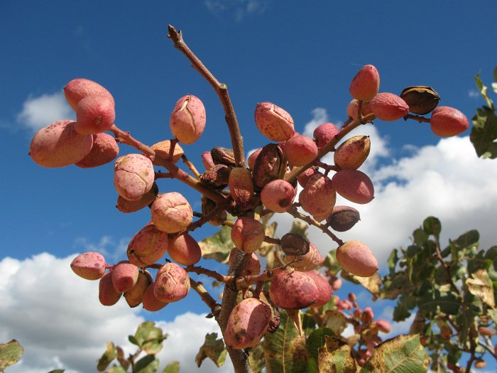 Pistacho (23)